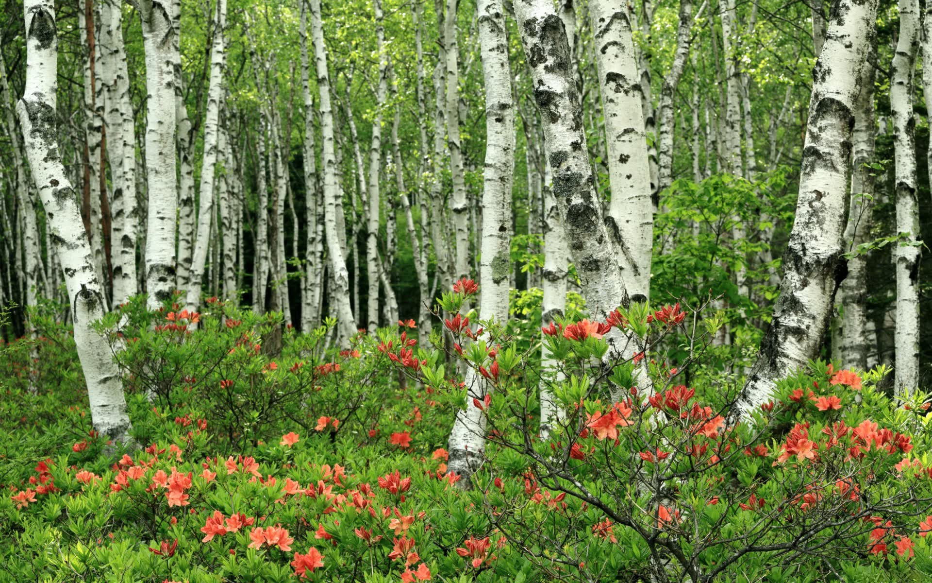 世界登山青年导师生态修复项目第六批结项成果发布，中国登山协会青少年委员会